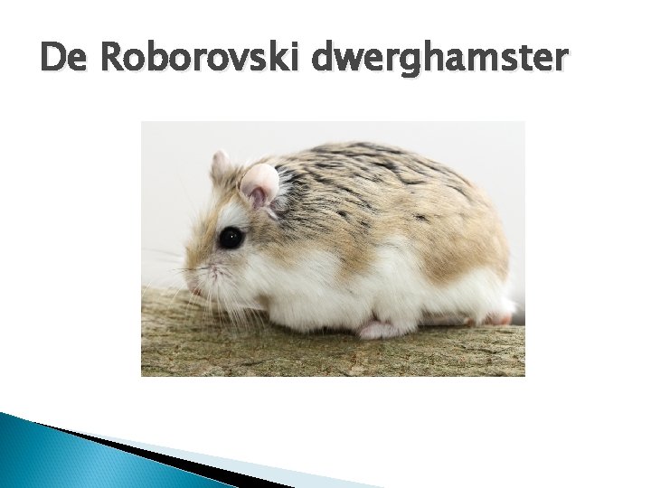 De Roborovski dwerghamster 