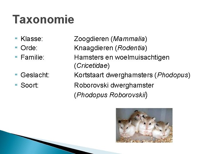 Taxonomie Klasse: Orde: Familie: Geslacht: Soort: Zoogdieren (Mammalia) Knaagdieren (Rodentia) Hamsters en woelmuisachtigen (Cricetidae)