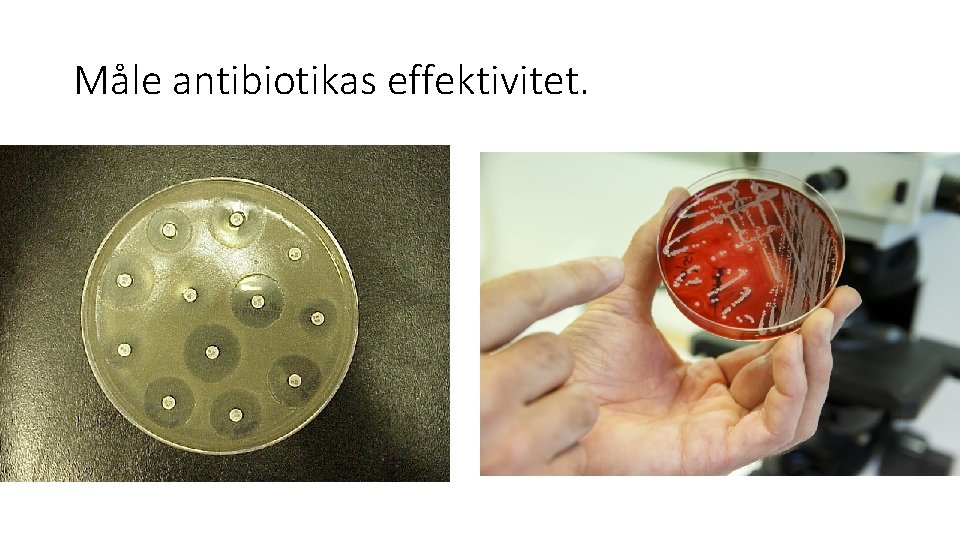 Måle antibiotikas effektivitet. 