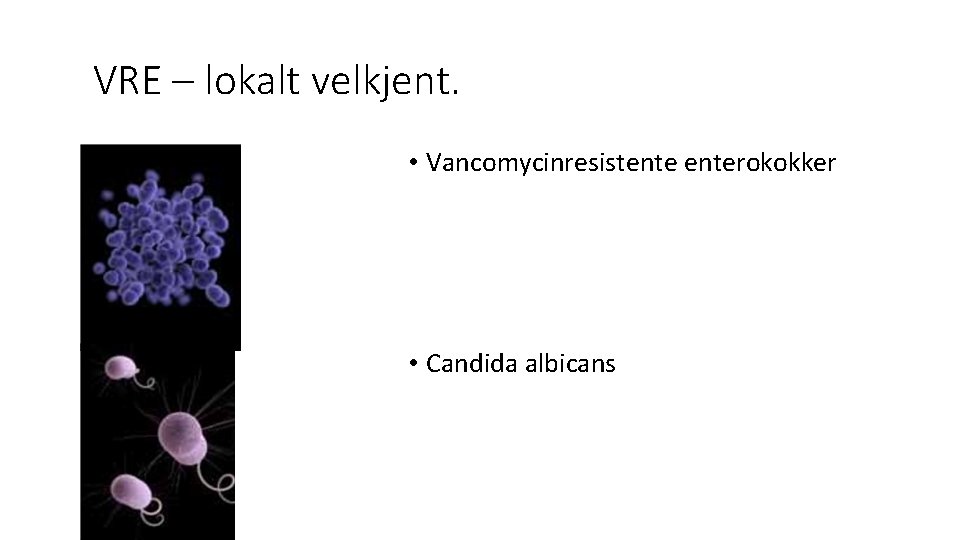 VRE – lokalt velkjent. • Vancomycinresistenterokokker • Candida albicans 