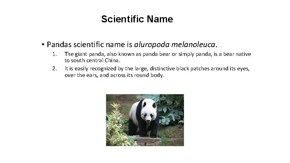 Scientific Name • Pandas scientific name is aluropoda melanoleuca. 1. 2. The giant panda,