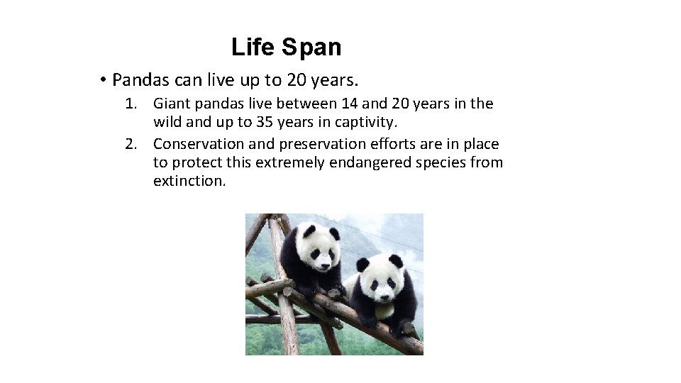 Life Span • Pandas can live up to 20 years. 1. Giant pandas live