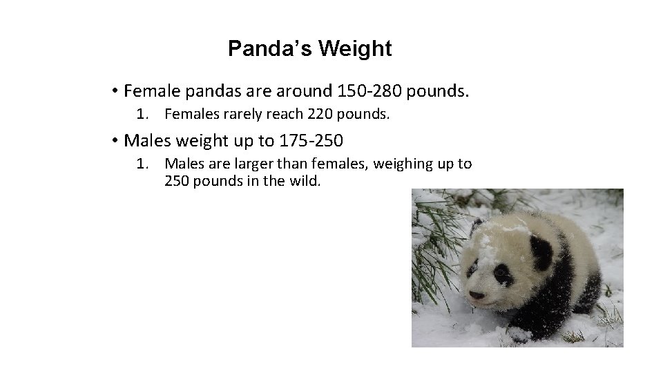 Panda’s Weight • Female pandas are around 150 -280 pounds. 1. Females rarely reach