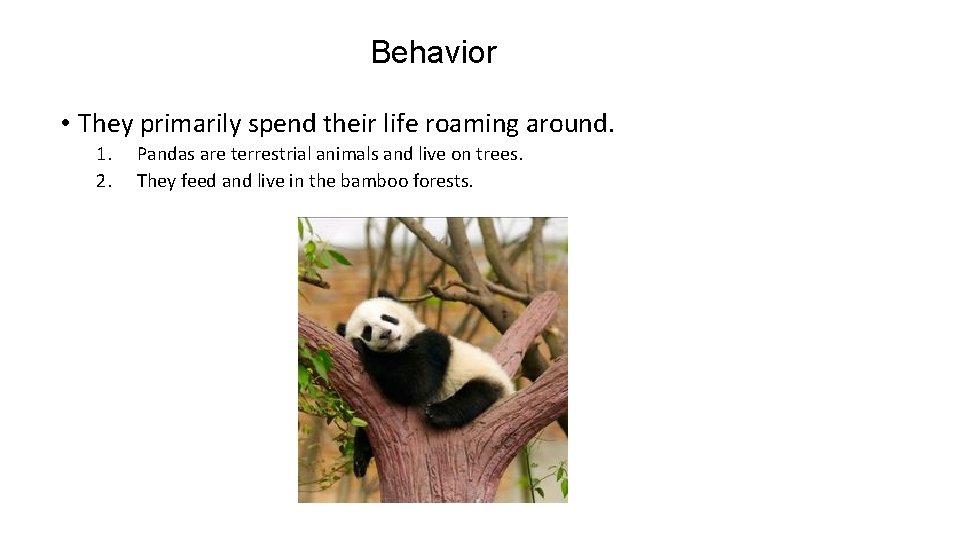 Behavior • They primarily spend their life roaming around. 1. 2. Pandas are terrestrial