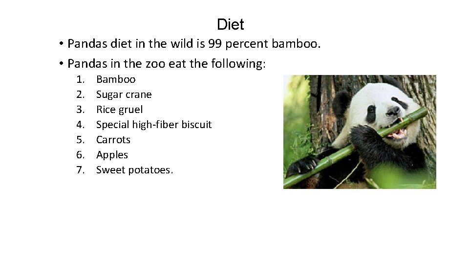 Diet • Pandas diet in the wild is 99 percent bamboo. • Pandas in