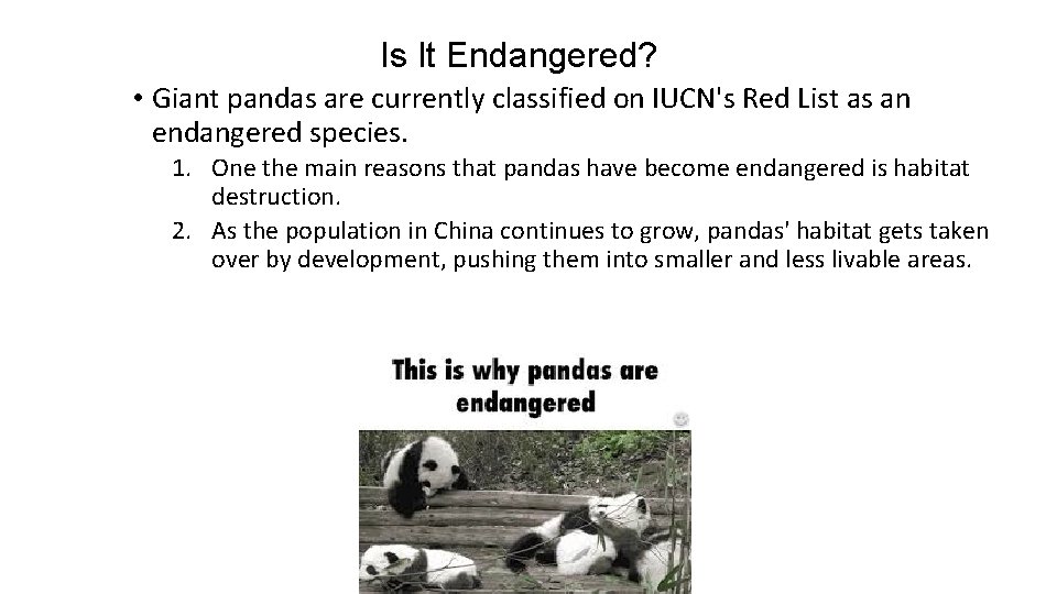 Is It Endangered? • Giant pandas are currently classified on IUCN's Red List as