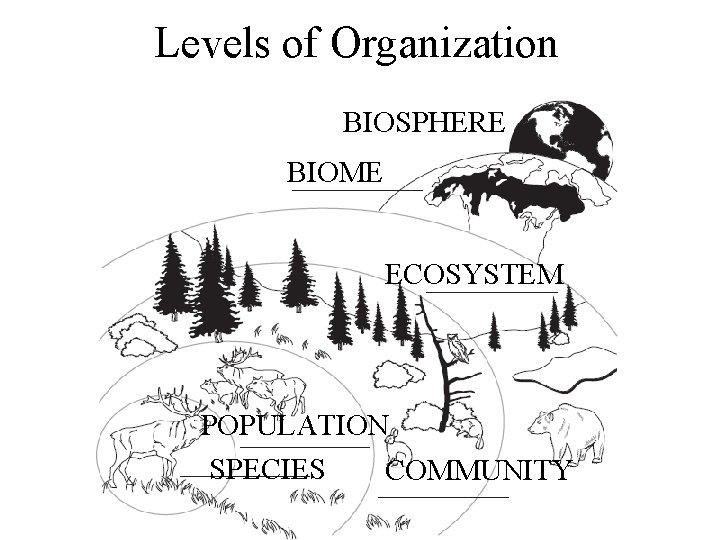 Levels of Organization BIOSPHERE BIOME ECOSYSTEM POPULATION SPECIES COMMUNITY 