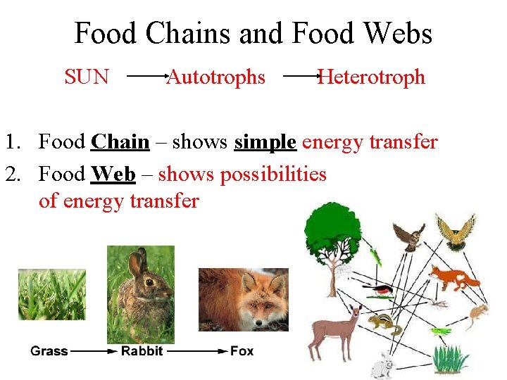 Food Chains and Food Webs SUN Autotrophs Heterotroph 1. Food Chain – shows simple