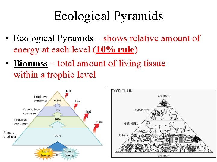 Ecological Pyramids • Ecological Pyramids – shows relative amount of energy at each level