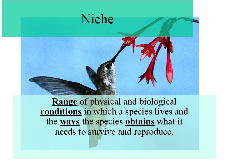 Niche Range of physical and biological conditions in which a species lives and the