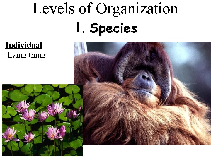 Levels of Organization 1. Species Individual living thing Levels of Organization 1. Species Individual living thing