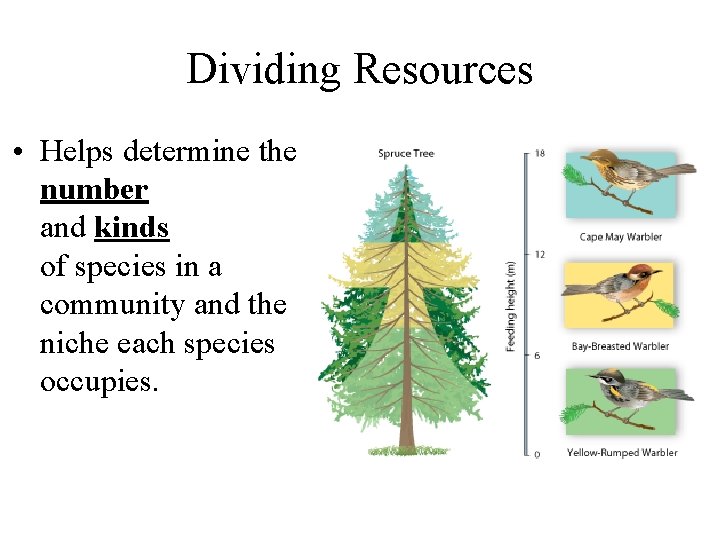 Dividing Resources • Helps determine the number and kinds of species in a community