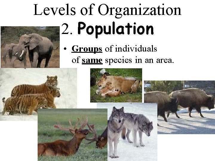 Levels of Organization 2. Population • Groups of individuals of same species in an