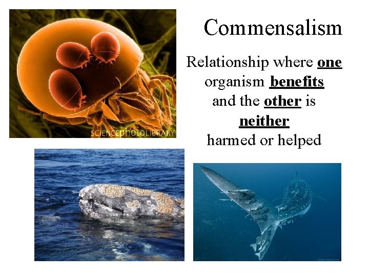 Commensalism Relationship where one organism benefits and the other is neither harmed or helped