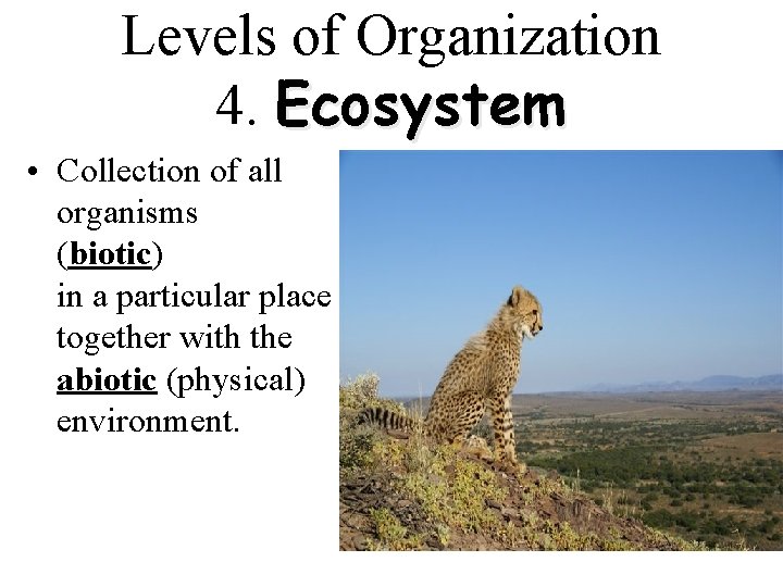 Levels of Organization 4. Ecosystem • Collection of all organisms (biotic) in a particular