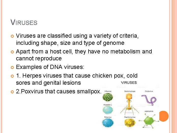 VIRUSES Viruses are classified using a variety of criteria, including shape, size and type