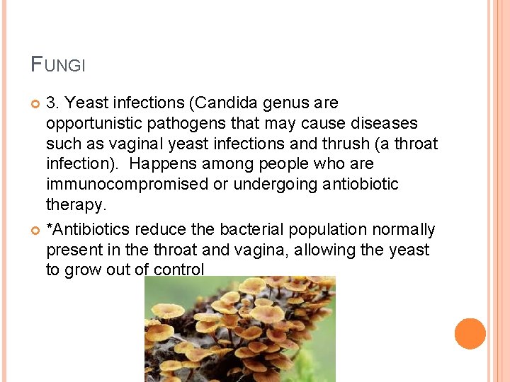 FUNGI 3. Yeast infections (Candida genus are opportunistic pathogens that may cause diseases such