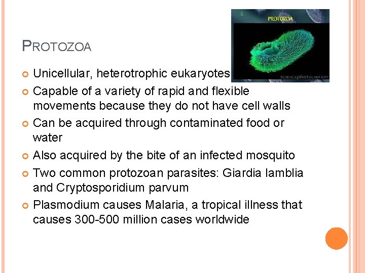 PROTOZOA Unicellular, heterotrophic eukaryotes Capable of a variety of rapid and flexible movements because