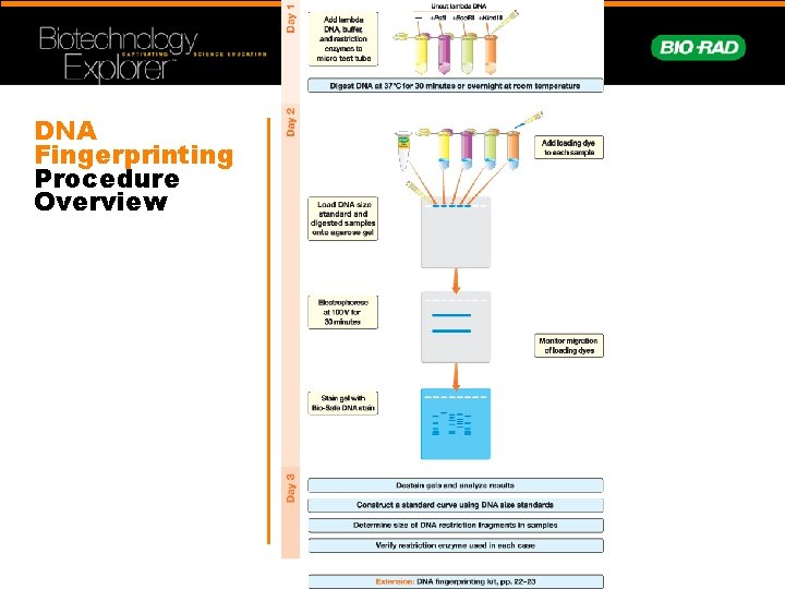 Investigation 9 BIOTECHNOLOGY RESTRICTION ENZYME ANALYSIS OF DNA