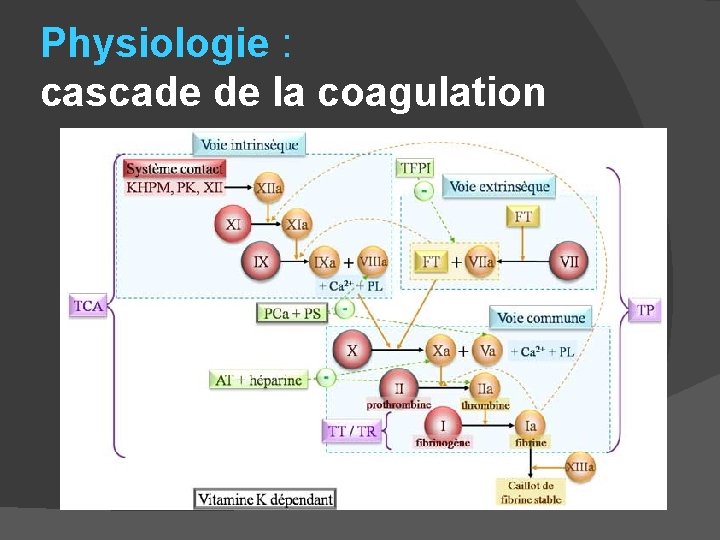 Physiologie : cascade de la coagulation 