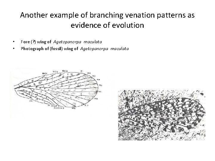Another example of branching venation patterns as evidence of evolution • • Fore (?