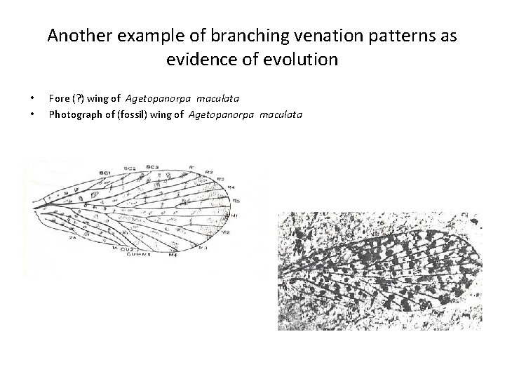 Another example of branching venation patterns as evidence of evolution • • Fore (? Another example of branching venation patterns as evidence of evolution • • Fore (?