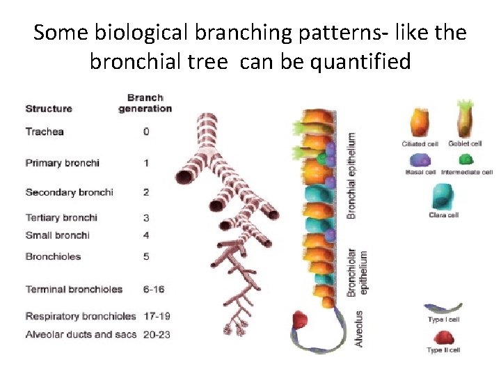 Some biological branching patterns- like the bronchial tree can be quantified Some biological branching patterns- like the bronchial tree can be quantified