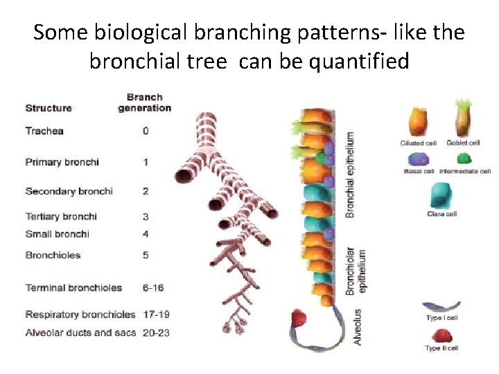 Some biological branching patterns- like the bronchial tree can be quantified 