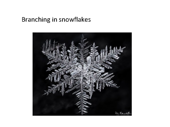 Branching in snowflakes 