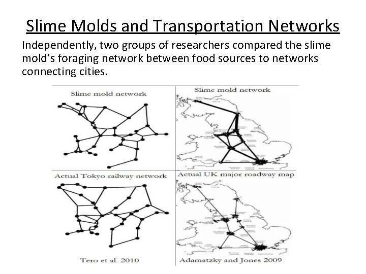 Slime Molds and Transportation Networks Independently, two groups of researchers compared the slime mold’s