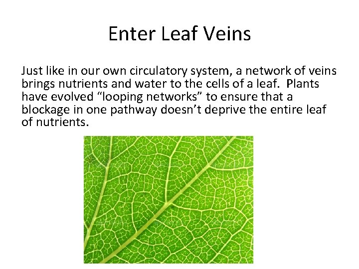 Enter Leaf Veins Just like in our own circulatory system, a network of veins Enter Leaf Veins Just like in our own circulatory system, a network of veins