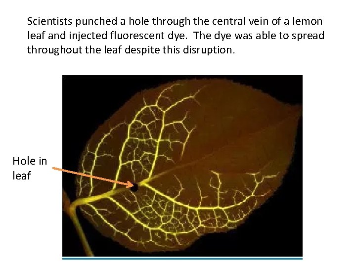 Scientists punched a hole through the central vein of a lemon leaf and injected Scientists punched a hole through the central vein of a lemon leaf and injected
