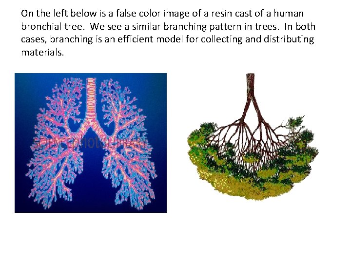 On the left below is a false color image of a resin cast of