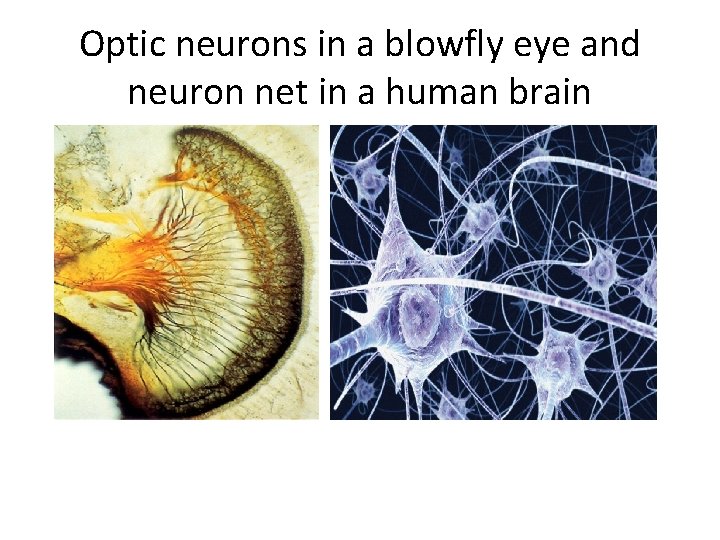 Optic neurons in a blowfly eye and neuron net in a human brain 