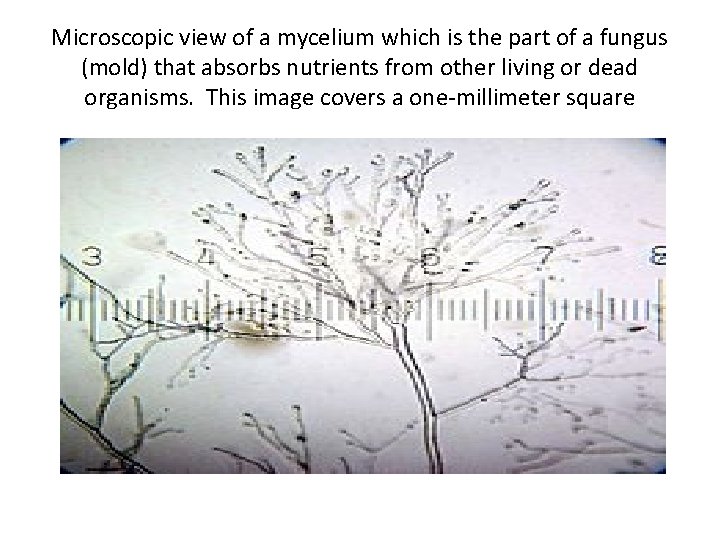 Microscopic view of a mycelium which is the part of a fungus (mold) that Microscopic view of a mycelium which is the part of a fungus (mold) that