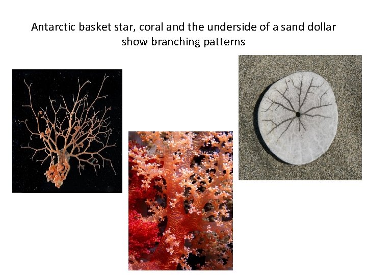 Antarctic basket star, coral and the underside of a sand dollar show branching patterns Antarctic basket star, coral and the underside of a sand dollar show branching patterns