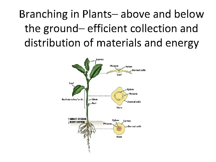 Branching in Plants– above and below the ground– efficient collection and distribution of materials