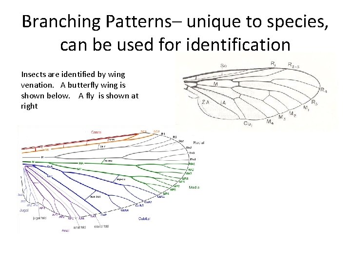 Branching Patterns– unique to species, can be used for identification Insects are identified by