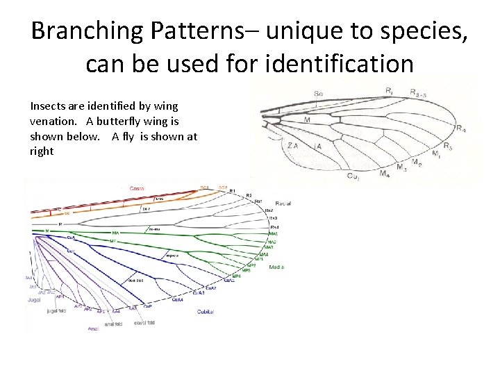 Branching Patterns– unique to species, can be used for identification Insects are identified by Branching Patterns– unique to species, can be used for identification Insects are identified by