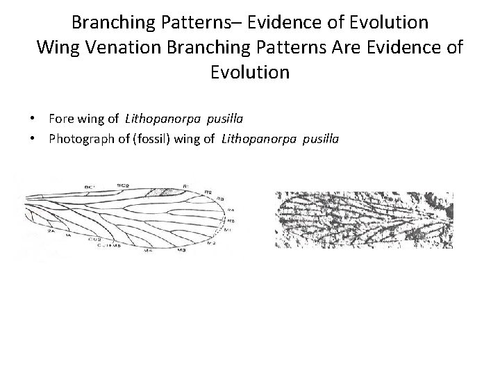 Branching Patterns– Evidence of Evolution Wing Venation Branching Patterns Are Evidence of Evolution •