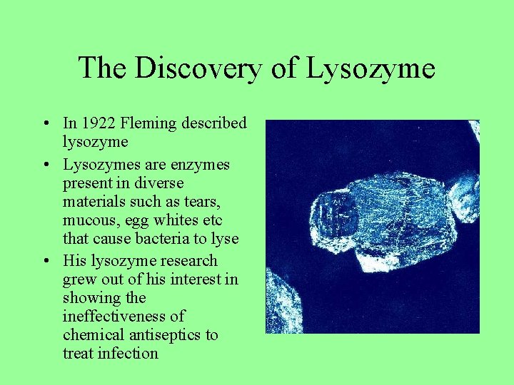 The Discovery of Lysozyme • In 1922 Fleming described lysozyme • Lysozymes are enzymes