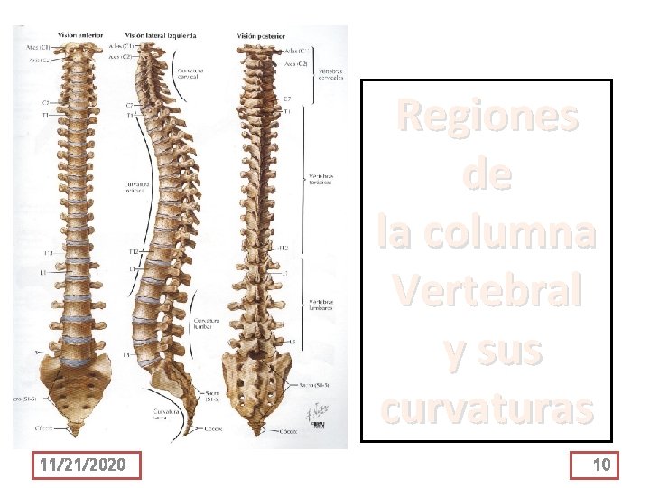 Regiones de la columna Vertebral y sus curvaturas 11/21/2020 10 