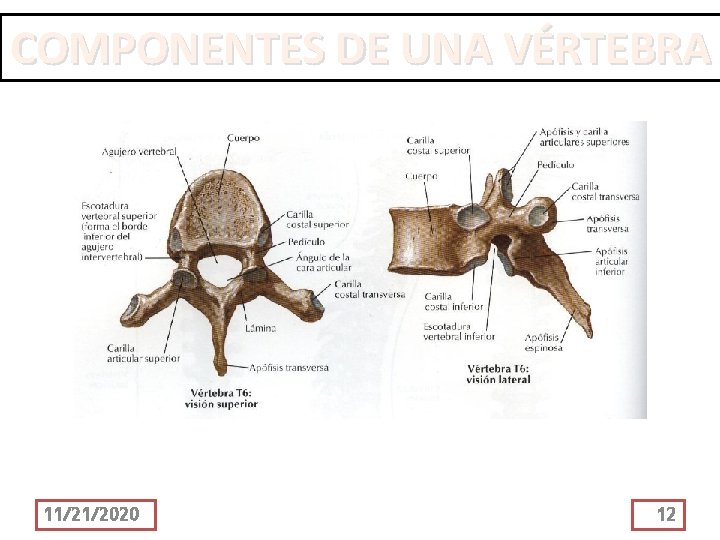 COMPONENTES DE UNA VÉRTEBRA 11/21/2020 12 