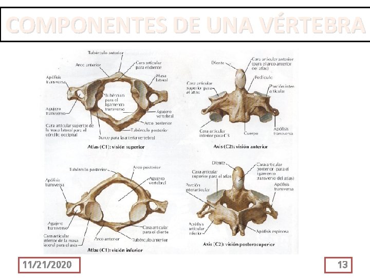 COMPONENTES DE UNA VÉRTEBRA 11/21/2020 13 