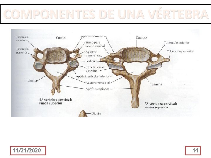 COMPONENTES DE UNA VÉRTEBRA 11/21/2020 14 