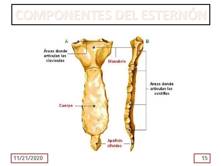 COMPONENTES DEL ESTERNÓN 11/21/2020 15 