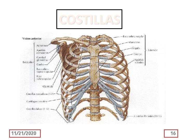 COSTILLAS 11/21/2020 16 