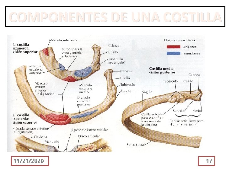 COMPONENTES DE UNA COSTILLA 11/21/2020 17 