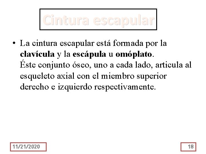 Cintura escapular • La cintura escapular está formada por la clavícula y la escápula