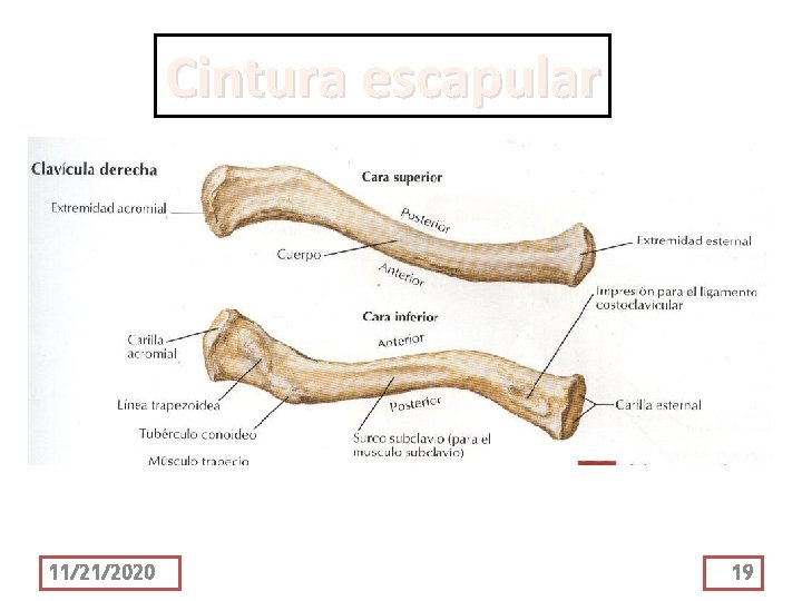 Cintura escapular 11/21/2020 19 